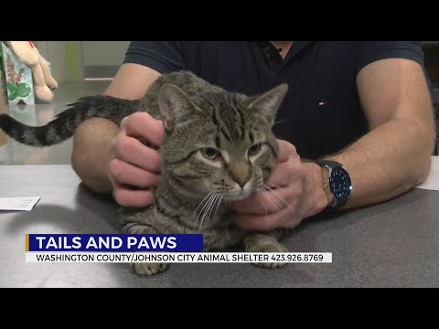These pets need a forever home – YouTube