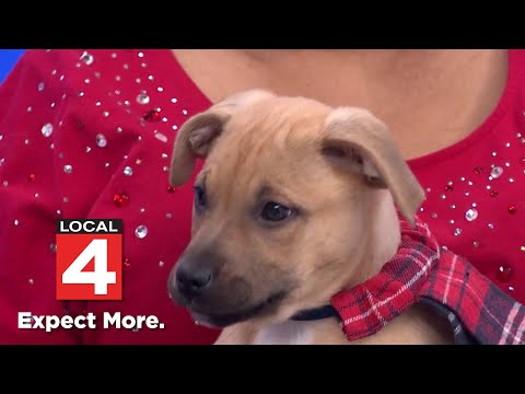Pet of the Week: Meet Evergreen! – YouTube