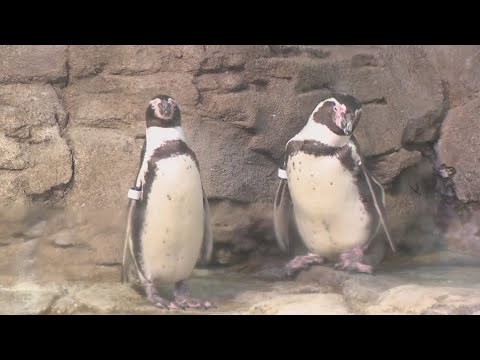 Yuletide days at the Aquarium of Niagara – YouTube