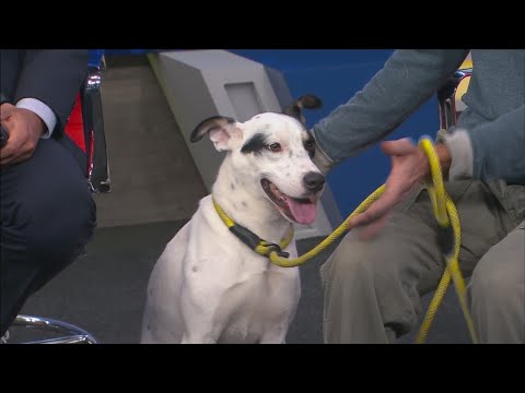 Pet of the Week: Zoro – YouTube