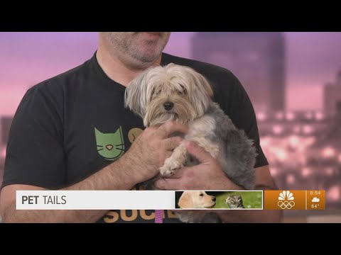 Pet Tails: Meet 'small but mighty' Nani – YouTube