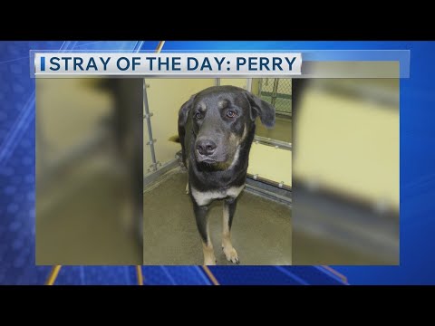 Stray Of The Day: Meet Perry – YouTube