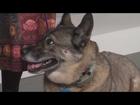 Everyday Iowa – Voodoo with Dogs Forever is looking for her fur-ever home! – YouTube