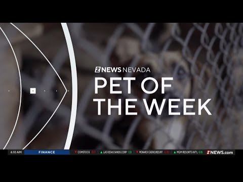 Pet of the Week: Rob Lowe the dog – YouTube