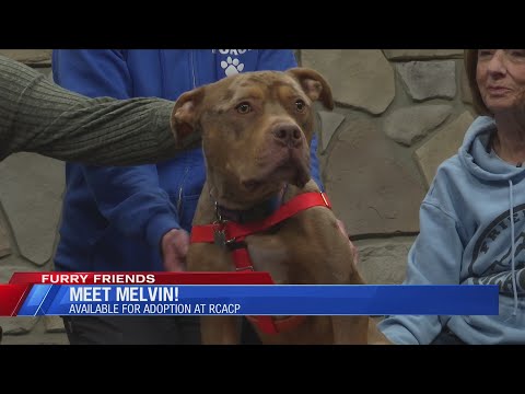 Furry Friends: Meet Melvin – YouTube