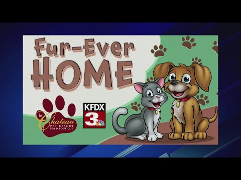 Clay County Animal Shelter 12/2/25 – YouTube