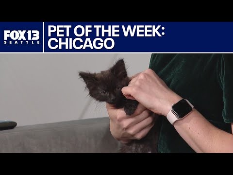Pet of the Week: Chicago – YouTube