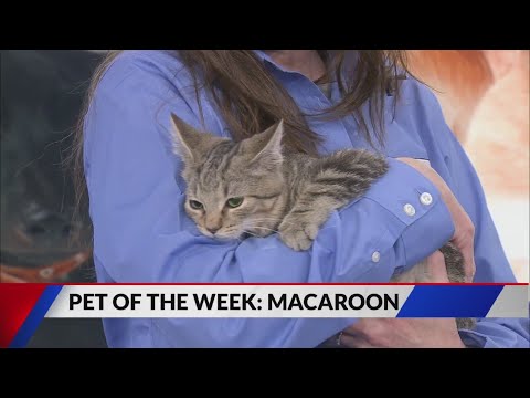 Sweet kitty Macaroon needs a loving home – YouTube