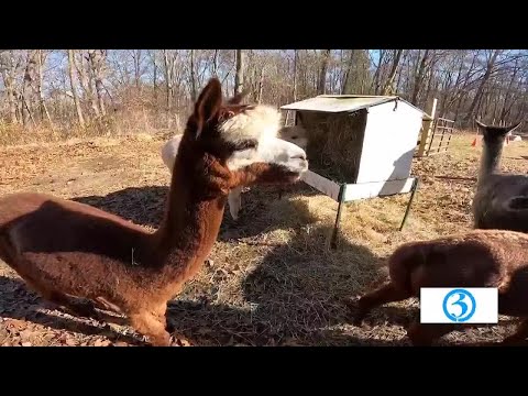 Round Hill Alpacas – YouTube