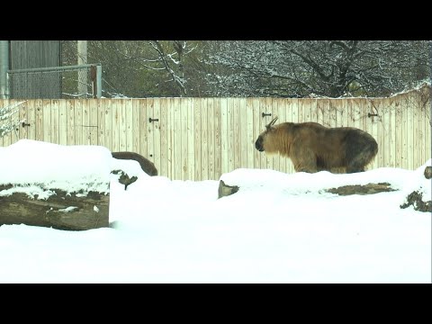 Toledo Zoo changes animal care routines as cold temps return – YouTube