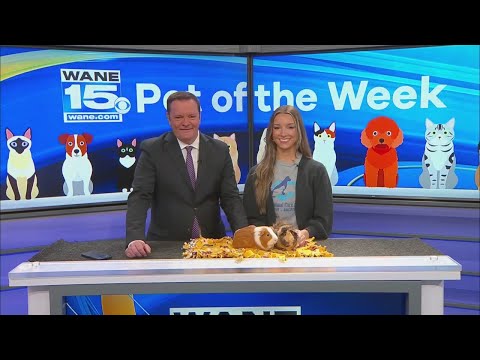 Pet of the Week: 12/2/25 – YouTube