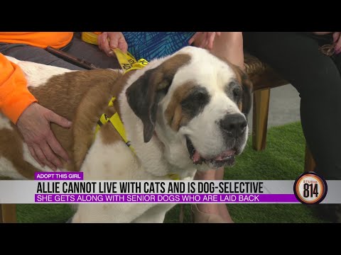 Say hello to this gentle giant! Meet Allie from the Central PA Humane Society | Studio 814