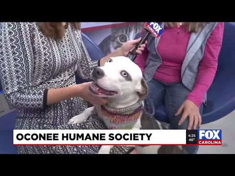 Four Legged Friends: Blue – YouTube