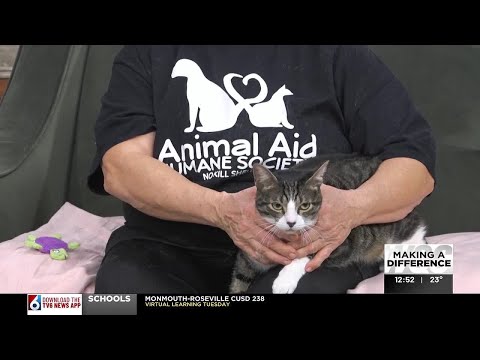 Tuesday's adoptable pet: Meet Romeo – YouTube