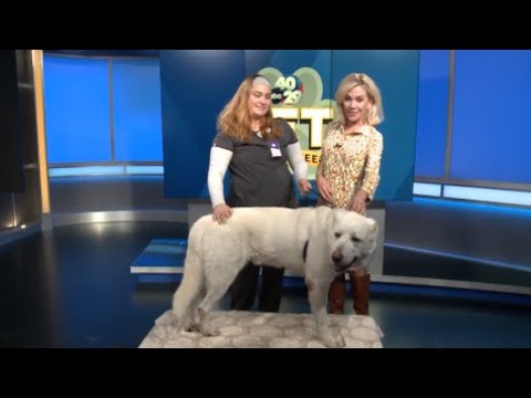 Pet of the Week: Polar Bear – YouTube
