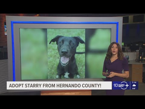 Give Starry from Hernando County a fur-ever show! – YouTube