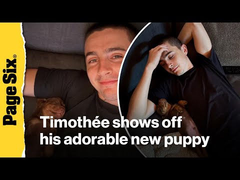 Timothée Chalamet introduces adorable new puppy – YouTube