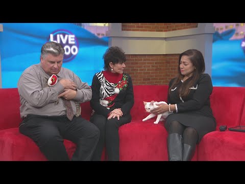 Rescue Kittens Seeking Homes with Mewtopia Cat Rescue – YouTube