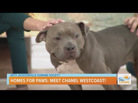 Homes for Paws | Meet Chanel Westcoast! – YouTube