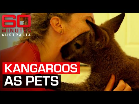 Keeping kangaroos as pets | 60 Minutes Australia – YouTube