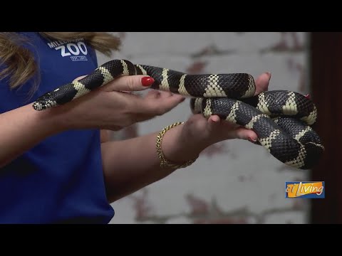 Meet Day-O: Miller Park Zoo's California Kingsnake – YouTube