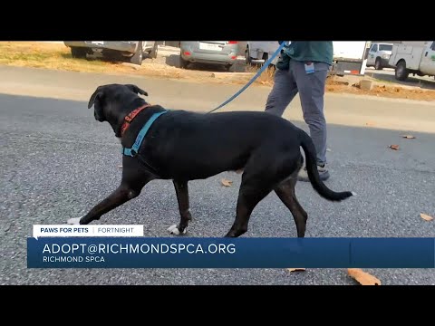 Paws for Pets: Fortnight, a joyful, playful and affectionate pup – YouTube