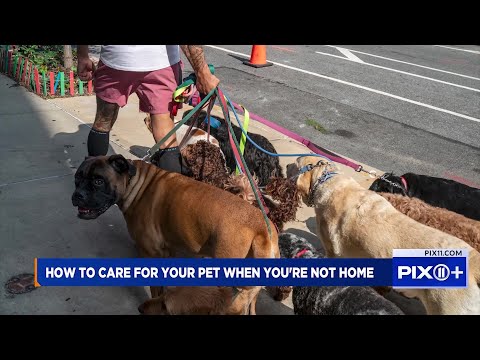Caring for your pet when you're not home | Pet Nation – YouTube