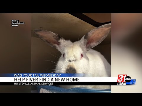 Wag Your Tail Wednesday – YouTube