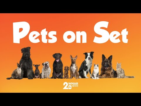 Pets on Set: Elena – YouTube