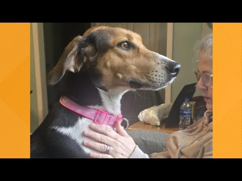 Pet on the Set | Meet Lexi – YouTube