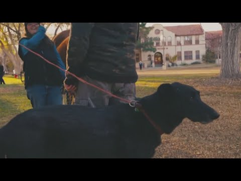 New Mexico Tech holding annual pet day for students – YouTube