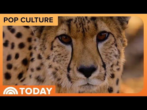 Get a Sneak Peek at Apple TV's New Docuseries 'Born to Be Wild' – YouTube