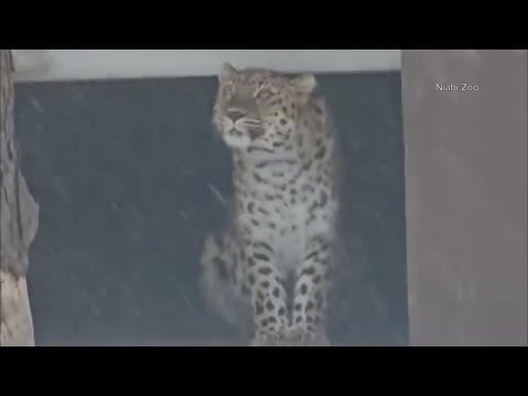 Niabi Zoo leopard says 'no' to the snow – YouTube