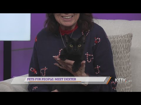 Pets Fur People: Meet Dexter – YouTube