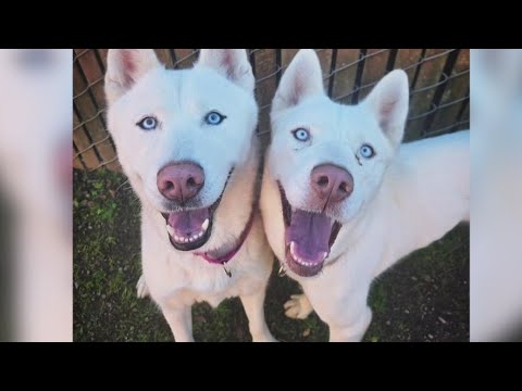 Meet Pinky and Piper, two adorable huskies up for adoption in Multnomah County