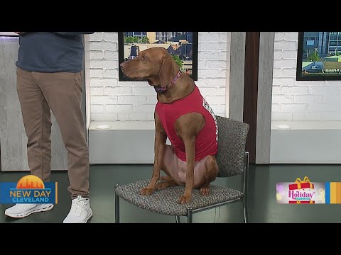 New Day Cleveland: Sit Means Sit Dog Training – YouTube