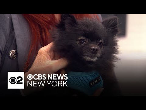 Furry Friend Finder: Pepe – YouTube