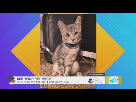 Pet Pics: Marcus likes to go camping and play fetch. Isn't he a cat? – YouTube