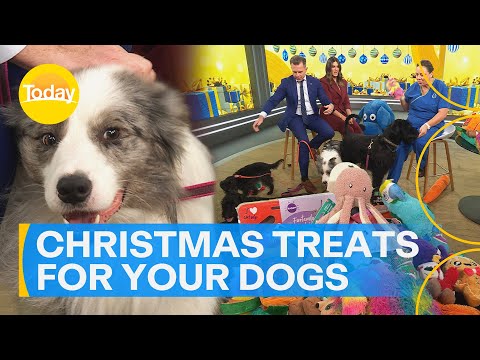 Army of doggies help test out the best Christmas treats for your furry friend – YouTube