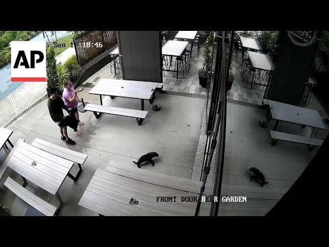 'Grab the salmon!': Baby seal walks into a bar in New Zealand – YouTube