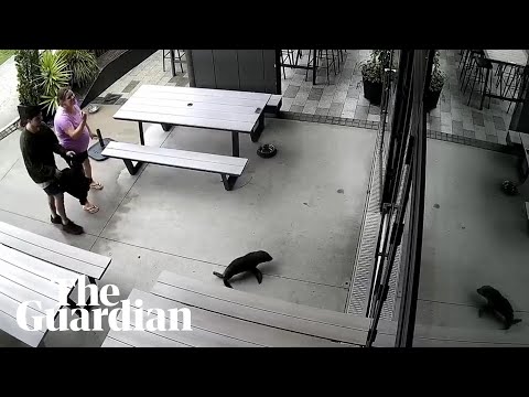 Baby seal waddles into a New Zealand bar – YouTube
