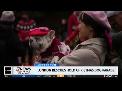 Two rescue dog charities in London joined forces for holidays – YouTube