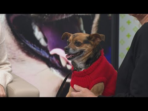 3 Plus Your Pets- Pet Placement Center – YouTube