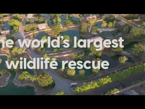 New Series on Animal Planet, "Vantara: Sanctuary Stories" – YouTube
