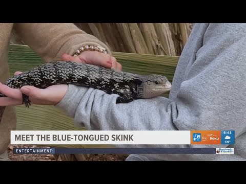 EXPLORING THE CALDWELL ZOO: Meet the blue-tongued skink – YouTube