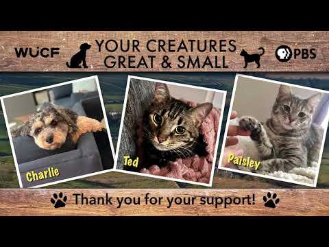 Your Creatures Great and Small 2026 Pet Showcase – YouTube