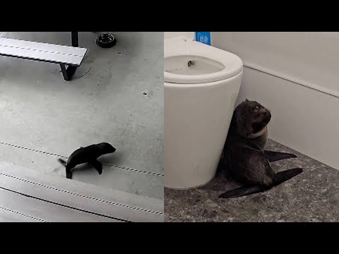 Seal Pup Shows Up To Happy Hour At Bar In New Zealand – YouTube