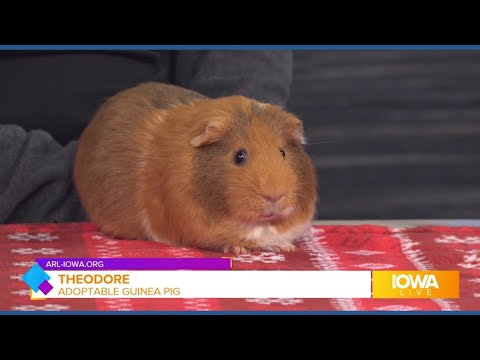 Cuddly Theodore is available for adoption at the Animal Rescue League of Iowa – YouTube