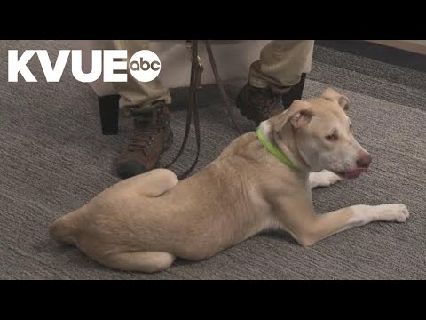Meet Crispy Fried Tofu, a dog available to adopt from Austin Pets Alive! – YouTube