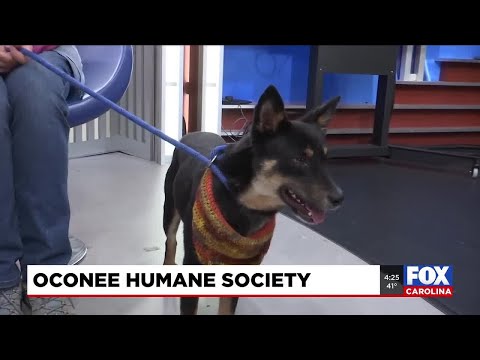 Four Legged Friends: McGee – YouTube